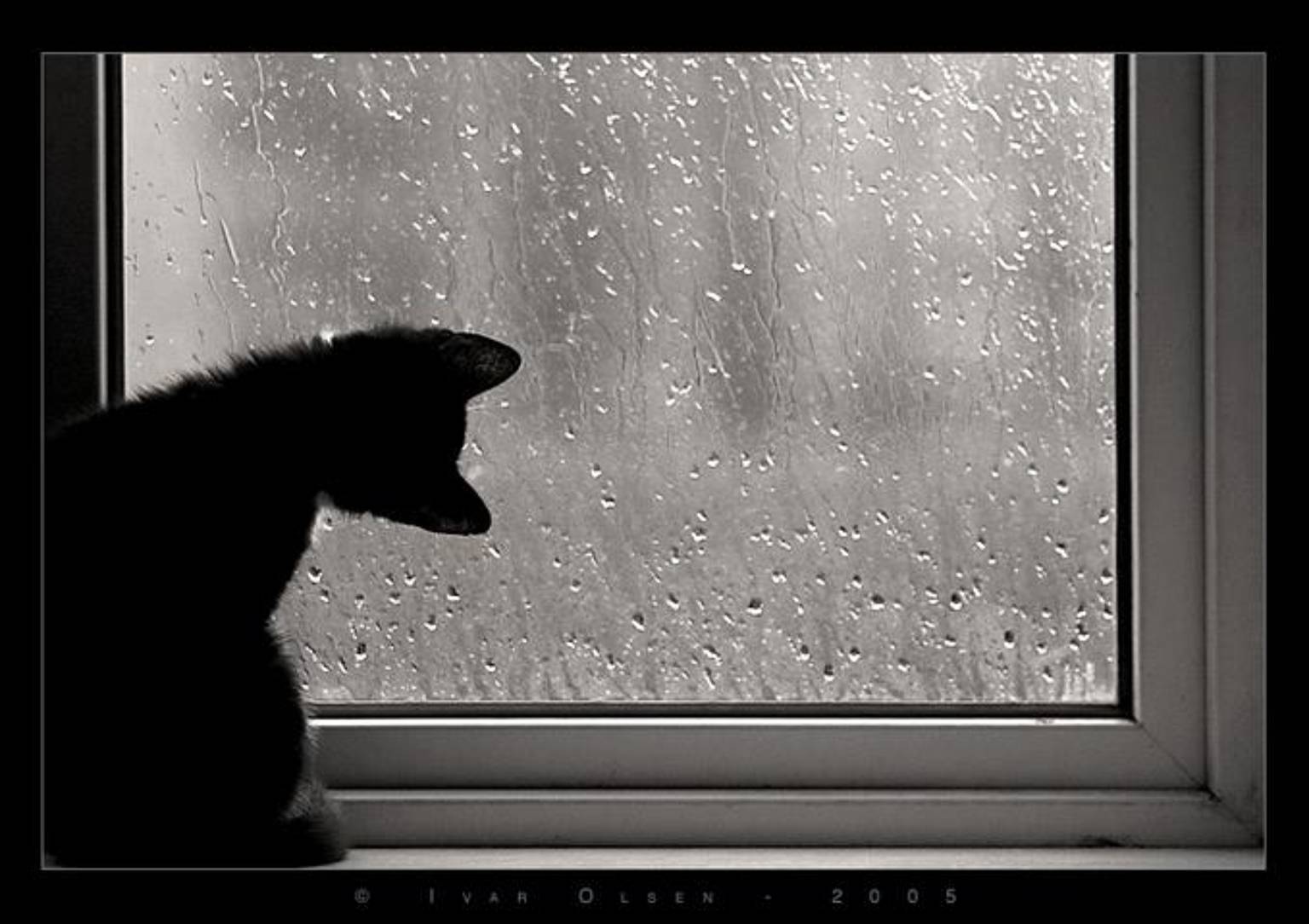 Наводящий скуку. Кот на окне. Грустное окно. Дождь за окном. Кот и дождь.