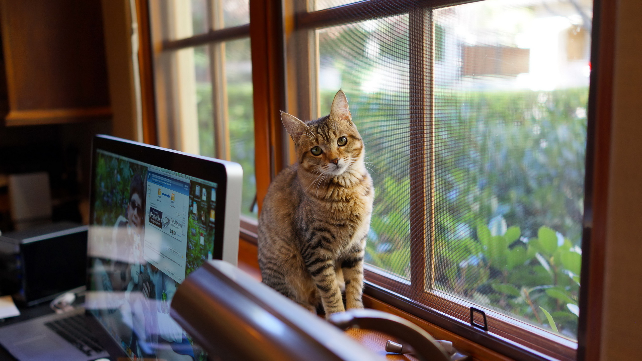 Смотрят кошки на экране. Котик на подоконнике. Кошка на подоконнике. Кошка на окне. Коты в окне.