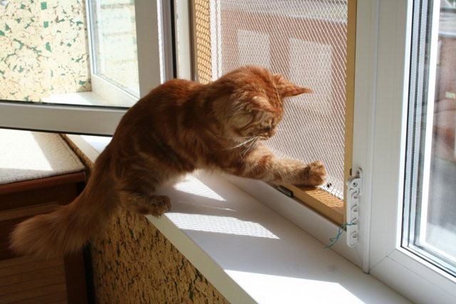 Если вы любите домашних животных и не представляете домашнего уюта без мурлыкающей кошки, стоит задуматься об их безопасности. Обеспечить ее совсем не сложно и не потребует больших затрат. Без сомнения, кошки - самые популярные домашние питомцы во всем мире и Египет не является исключением.  Мы часто можем видеть кошек, разлегшихся на подоконниках многоэтажек  или с любопытском глазеющих из окна на улицу. Такая картина может вызвать умиление, однако если ваши окна не защищены, вы подвергаете своих питомцев смертельной опасности. Известно множество случаев, когда выпавшие из окна кошки погибали. 