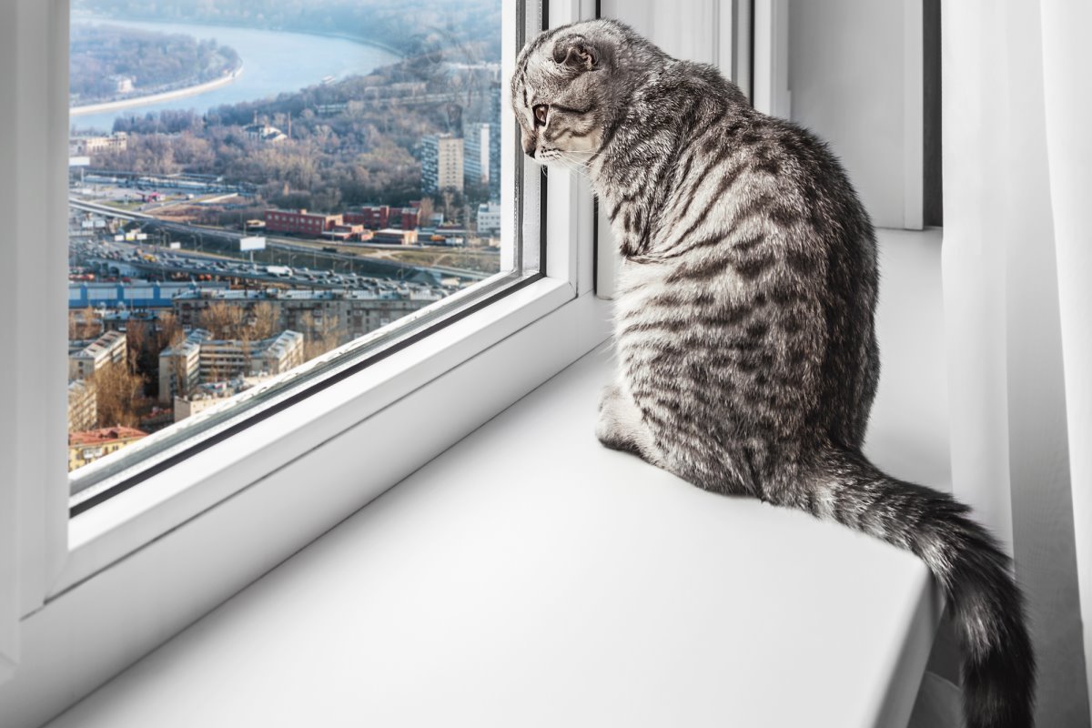 ПВХ окна для обеспечения безопасности домашних животных