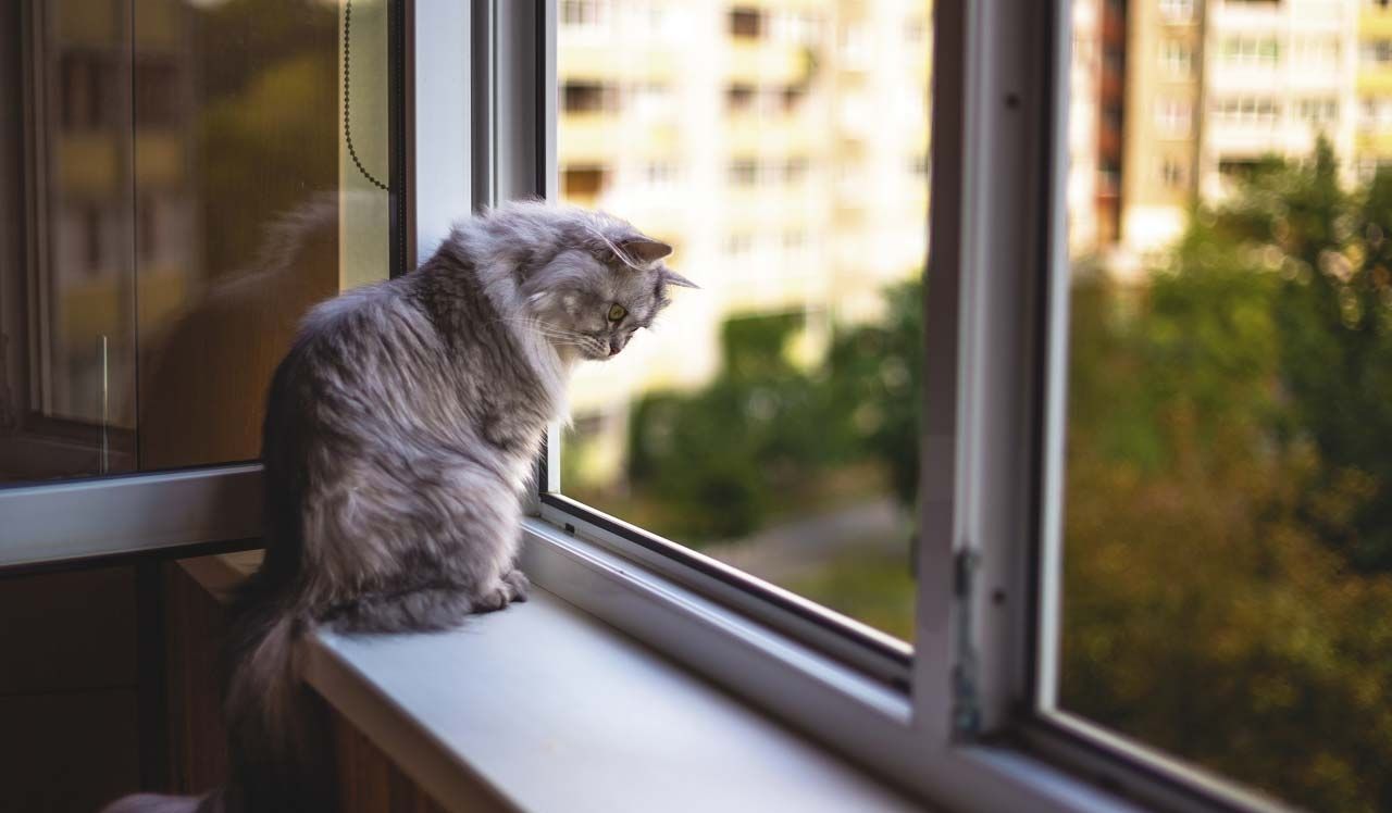 How to Make PVC Windows Safe for Pets