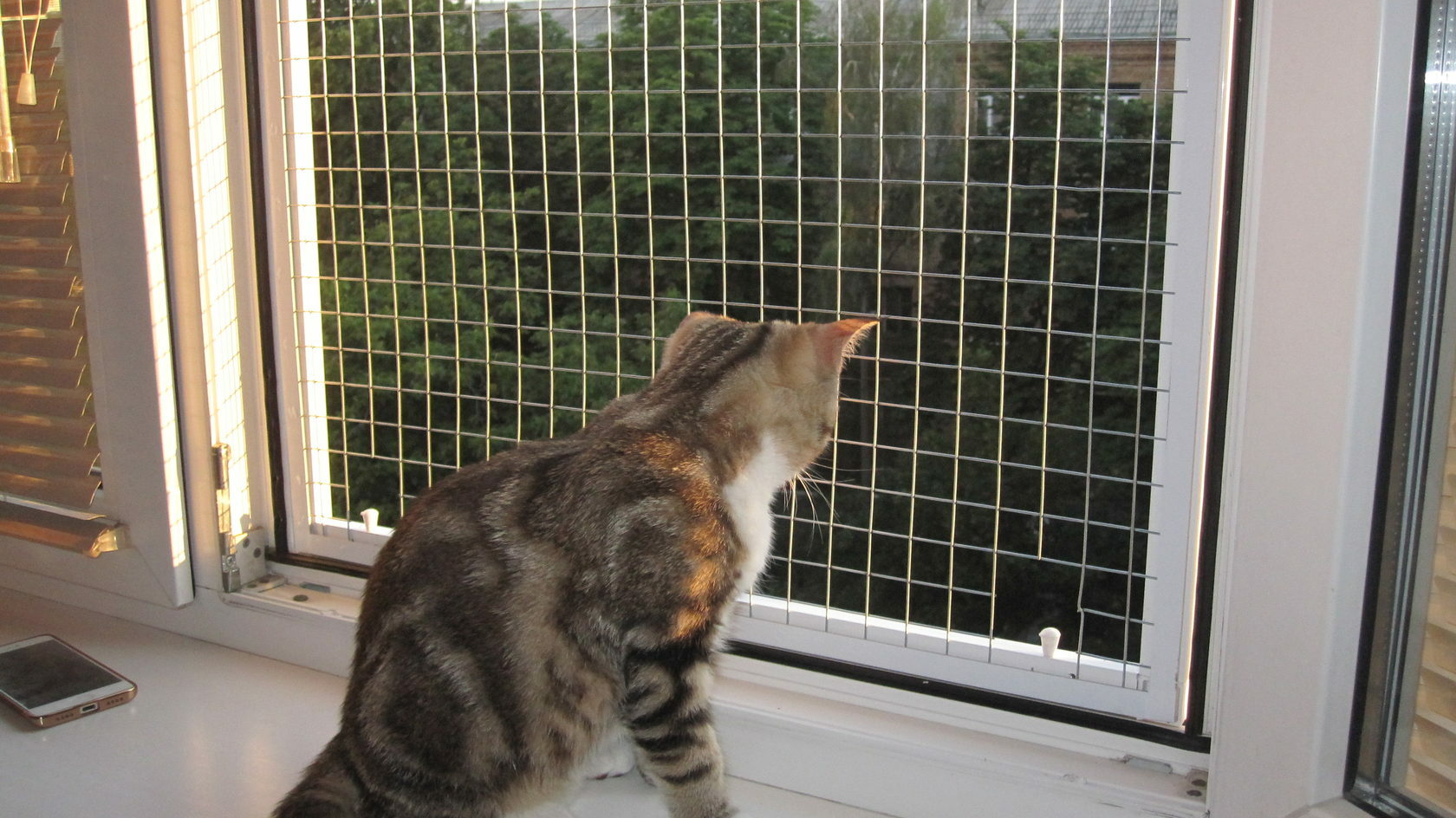 Windows Without Danger: How to Make PVC Windows Safe for Pets