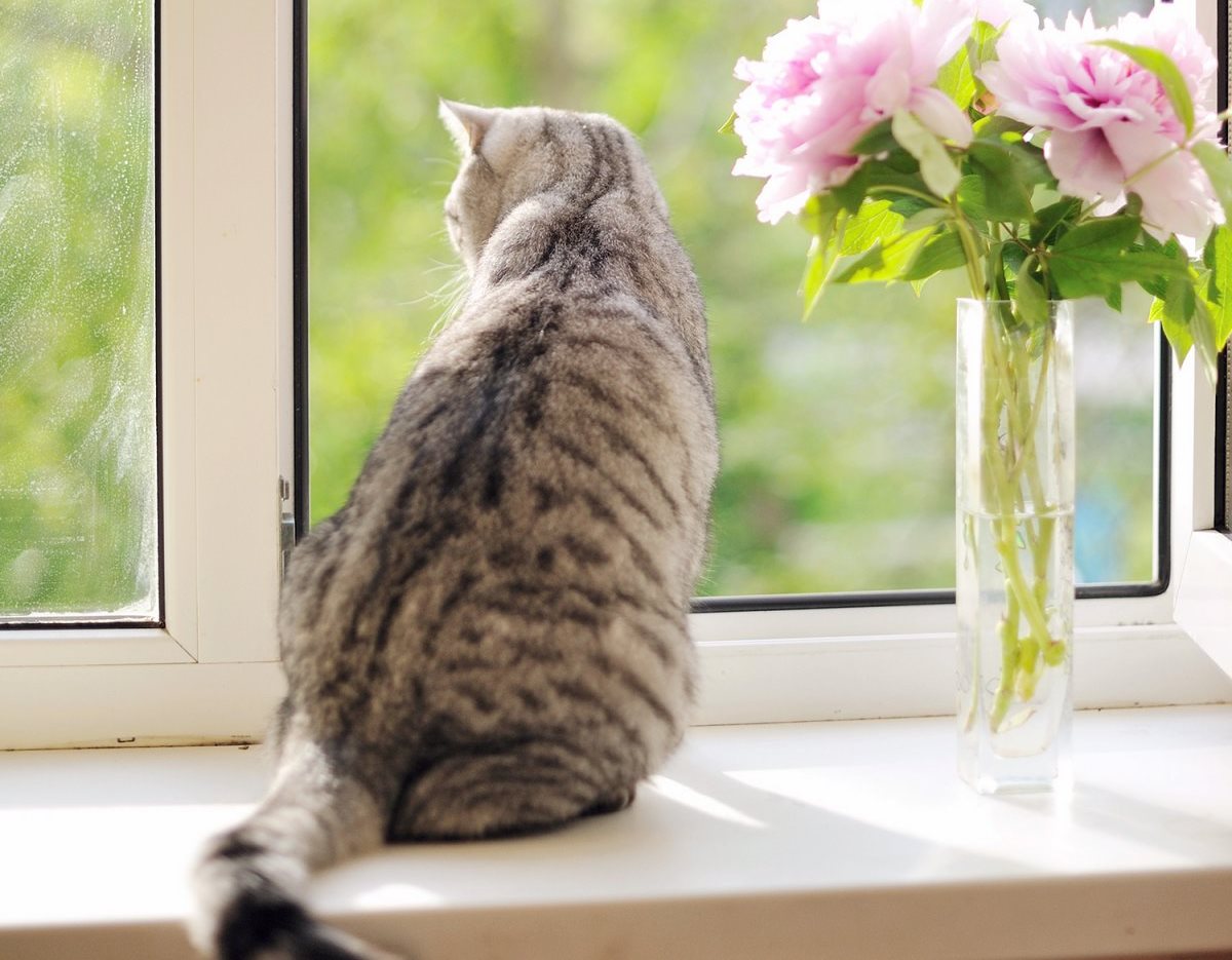 Кошка на окне